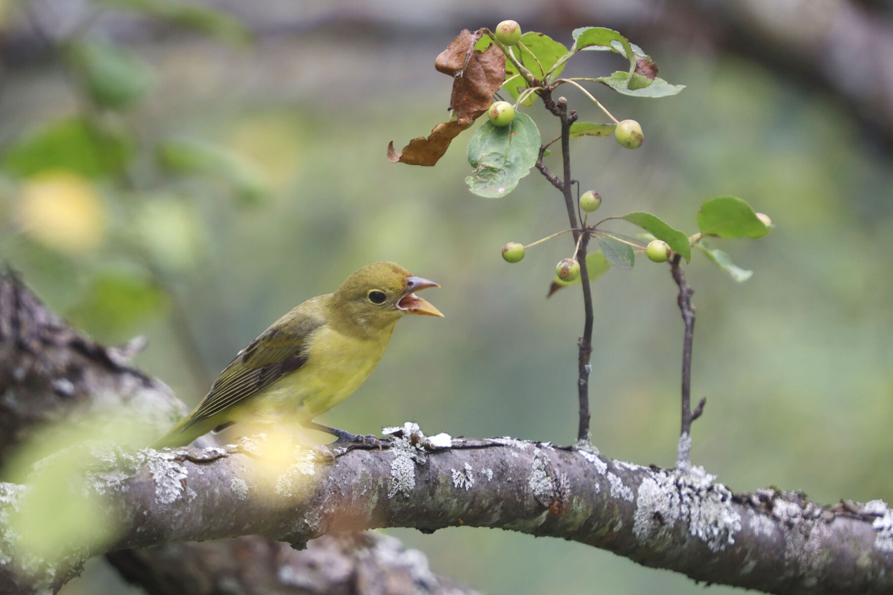 scarlet tanager opens its beak on a branch